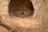 leipzig zoo-01_07_2011_zoo_allgemein_314